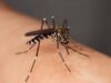 Sức khỏe. Chikungunya, sốt xuất huyết, sốt xuất huyết… tại sao năm 2026 hứa hẹn sẽ có nguy cơ cao ở Pháp?