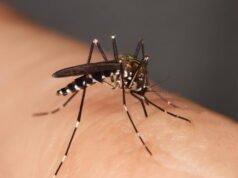 Sức khỏe. Chikungunya, sốt xuất huyết, sốt xuất huyết… tại sao năm 2026 hứa hẹn sẽ có nguy cơ cao ở Pháp?