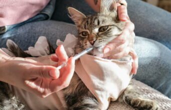 Động vật. Làm gì với thuốc thú y không sử dụng?