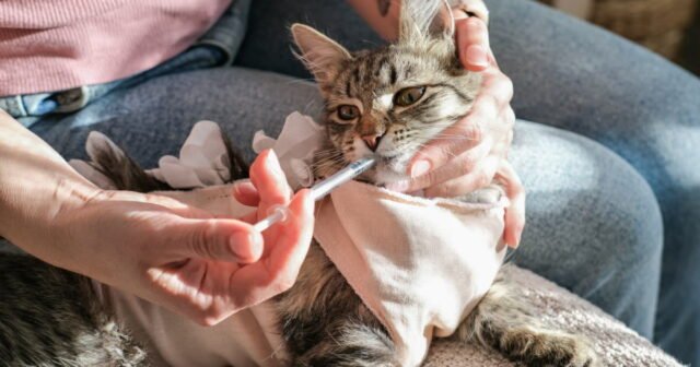 Động vật. Làm gì với thuốc thú y không sử