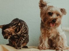 2 tài liệu tham khảo mới này được xếp hạng 4,5/5 sẽ làm hài lòng tất cả những người nuôi thú cưng