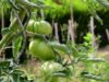 Làm vườn. Những loại trái cây, rau và hoa để trồng vào tháng 5 sau Thánh băng