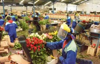 Xuất khẩu hoa của Kenya hiện bị ảnh hưởng do chi phí vận chuyển tăng