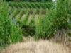 Alsace. Đối mặt với biến đổi khí hậu, làm thế nào chúng ta có thể thay đổi vườn nho Alsatian?