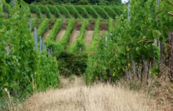 Alsace. Đối mặt với biến đổi khí hậu, làm thế nào chúng ta có thể thay đổi vườn nho Alsatian?