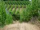 Alsace. Đối mặt với biến đổi khí hậu, làm thế nào chúng ta có thể thay đổi vườn nho Alsatian?