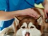 Bệnh này ảnh hưởng đến chó và truyền sang người là gì?