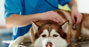 Bệnh này ảnh hưởng đến chó và truyền sang người là gì?