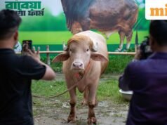 Con trâu Bangladesh lan truyền, ‘trông giống Donald Trump’, thoát khỏi lễ hiến tế Eid al-Adha, tiến đến vườn thú quốc gia