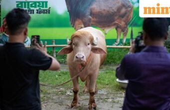 Gặp gỡ con trâu ‘trông giống Donald Trump’ của Bangladesh Sẵn sàng hy sinh Eid al-Adha