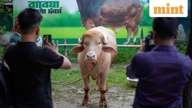 Gặp gỡ con trâu 'trông giống Donald Trump' của Bangladesh