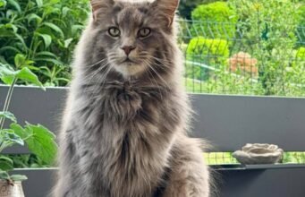 Haute-Savoie. Mèo Maine Coon bị treo cổ, mở cuộc điều tra về hành vi tàn ác