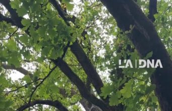 Họ nhảy múa trên cây ở Haguenau