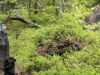 Khối núi Vosges. Capercaillie bị martens đe dọa: chúng ta có nên để nó xảy ra không?
