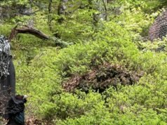 Khối núi Vosges. Capercaillie bị martens đe dọa: chúng ta có nên để nó xảy ra không?