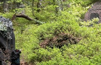 Khối núi Vosges. Capercaillie bị martens đe dọa: chúng ta có nên để nó xảy ra không?