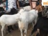 Tin tức UP: Chính quyền Varanasi đóng cửa chợ dê hàng chục năm tuổi trước lễ Eid-ul-Azha
