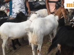 Tin tức UP: Chính quyền Varanasi đóng cửa chợ dê hàng chục năm tuổi trước lễ Eid-ul-Azha