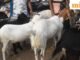 Tin tức UP: Chính quyền Varanasi đóng cửa chợ dê hàng chục năm tuổi trước lễ Eid-ul-Azha