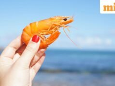 Tục ngữ Tây Ban Nha thời đó: “Con tôm ngủ quên bị cuốn đi…”; ý nghĩa và tại sao nó vẫn còn quan trọng cho đến ngày nay