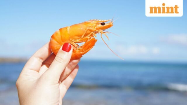 Tục ngữ Tây Ban Nha thời đó: “Con tôm ngủ