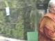 Vụ tử vong của Twisha Sharma: Video Giribala Singh cho chó hoang ăn gây phẫn nộ