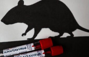 bẫy được lắp đặt ở Ushuaïa để theo dõi loài gặm nhấm, có thể là vật mang virus