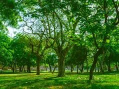 Thành phố mát mẻ cần xanh tốt: không chỉ nhiều cây xanh hơn