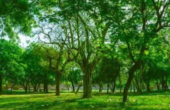 Thành phố mát mẻ cần xanh tốt: không chỉ nhiều cây xanh hơn