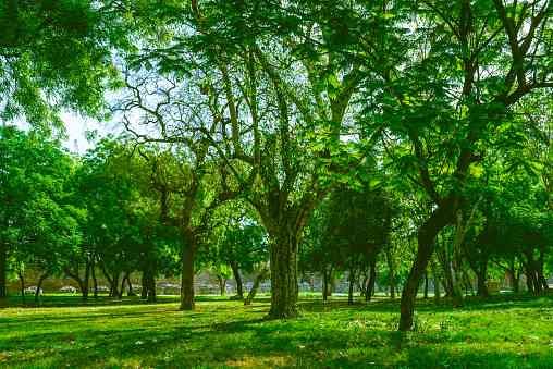 Thành phố mát mẻ cần xanh tốt: không chỉ nhiều