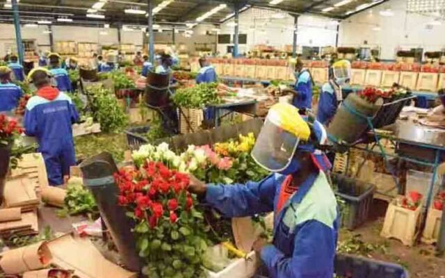 Nông dân từ chối mức giảm 400 Sh/tấn đối với
