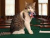 Larry the Cat: thủ lĩnh chuột đã sa thải sáu thủ tướng ở số 10 phố Downing