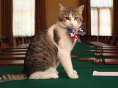 Larry the Cat: thủ lĩnh chuột đã sa thải sáu thủ tướng ở số 10 phố Downing