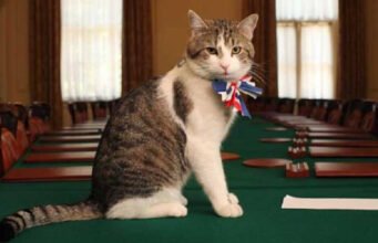 Larry the Cat: thủ lĩnh chuột đã sa thải sáu thủ tướng ở số 10 phố Downing