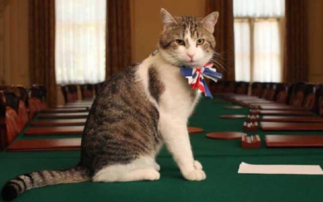 Larry the Cat: thủ lĩnh chuột đã sa thải sáu