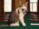 Larry the Cat: thủ lĩnh chuột đã sa thải sáu thủ tướng ở số 10 phố Downing