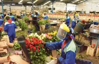 Tòa án đình chỉ thuế Sh400 do Quận Nakuru áp đặt đối với các nhà xuất khẩu hoa