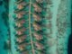 Sun Siyam Vilu Reef ra mắt biệt thự trên mặt nước mới