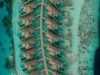 Sun Siyam Vilu Reef ra mắt biệt thự trên mặt nước mới