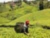 Chè Rwanda được giá đấu giá cao hơn khi Kenya tụt lại phía sau