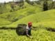 Chè Rwanda được giá đấu giá cao hơn khi Kenya tụt lại phía sau