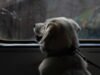 Cô ấy bị phạt vì con chó của mình mặc dù cô ấy có vé tàu. Quy tắc ít được biết đến này ở Paris là gì?