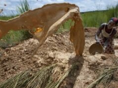 Trẻ em Malian là tâm điểm của cơn sốt vàng