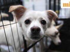 ‘Cảnh kinh hoàng’: Hơn 100 con chó chết được tìm thấy ở nơi trú ẩn ‘Cấm giết’ ở California với vết thương do đạn bắn