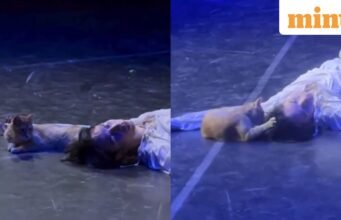 Chú mèo sân khấu chiếm trọn chương trình sau khi phá hỏng màn kết đầy cảm xúc của Romeo và Juliet ở Türkiye. Internet đang được yêu