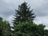 Krautergersheim. Tổ cò sinh sôi nhiều, phức tạp cũng tăng theo
