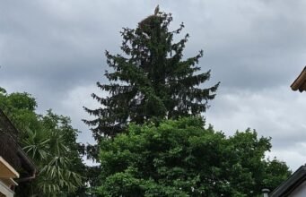Krautergersheim. Tổ cò sinh sôi nhiều, phức tạp cũng tăng theo