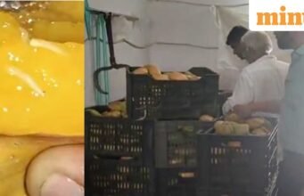 Nước ép xoài có an toàn không? Xoài “thối và sâu” dùng để chiết xuất bột giấy bị thu giữ ở Gujarat; video có thể khiến bạn cảm thấy ghê tởm