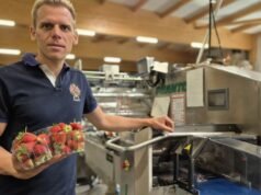 Wissembourg. Fraisal, 40 năm phiêu lưu của gia đình sinh ra từ quả dâu tây