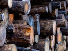 hemicelluloses, những thành phần của gỗ có thể đóng một vai trò nào đó trong tương lai